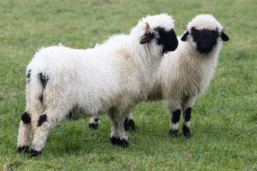 Obraz premium Two white sheep with a black beak, nose and ears. Walliser schwarznase. Black nose sheep.