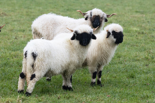 Three white sheep with a black beak, nose and ears. Walliser schwarznase. Black nose sheep