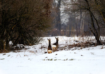 Zbliża się wczesna wiosna, sarny (Capreolus) pośród polnych zarośli. Pozostały śnieg na polach to znak końca zimy, a sarny wykazują coraz bardziej energiczny temperament. © JDziedzic