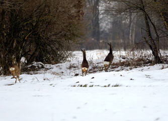 Zbliża się wczesna wiosna, sarny (Capreolus) pośród polnych zarośli. Pozostały śnieg na polach to znak końca zimy, a sarny wykazują coraz bardziej energiczny temperament. © JDziedzic