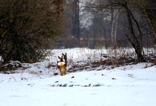 Zbliża się przedwiosnie, Sarny (Capreolus)  wśr&oacute;d polnych zarośli.
Resztki śniegu na polach to znak końca zimy, sarny wykazują większy temperament 