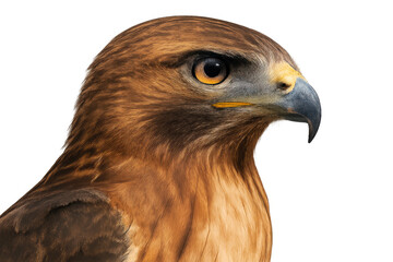 Fototapeta premium Red-tailed hawk head close-up profile showing sharp eye and strong beak, observing wildlife, transparent background