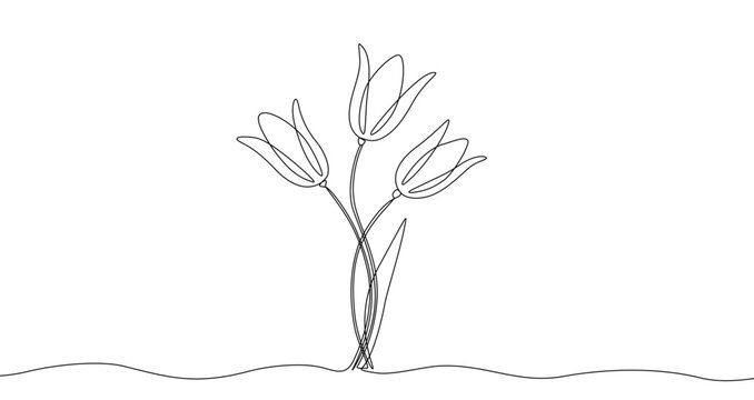 Fototapeta Three tulips on stems in continuous one line art style. Flower bouquet sketch with editable black stroke on white background. Vector illustration.