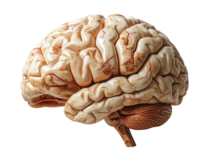 Human brain anatomical model detailed cerebral structure isolated on transparent background PNG
