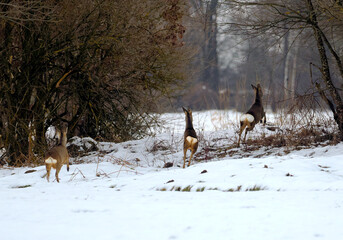 Zbliża się wczesna wiosna, sarny (Capreolus) pośród polnych zarośli. Pozostały śnieg na polach to znak końca zimy, a sarny wykazują coraz bardziej energiczny temperament. © JDziedzic
