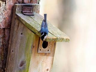 Zbliża się wiosna. Sikora sosnówka (Periparus ater) wybiera budki lęgowe udostępniane przez leśników. Sikora sosnówka (Periparus ater) to mały, aktywny ptak, który chętnie wybiera budki lęgowe w lasac © JDziedzic