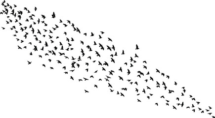 Bird flock silhouette, flying formation vector, nature motion design, black bird shapes, wildlife movement, sky migration pattern, peaceful flight © Jisan World