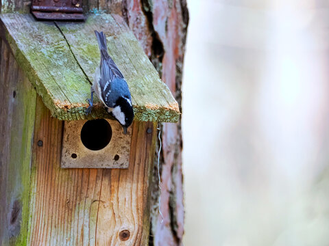 Zbliża się wiosna. Sikora sosn&oacute;wka (Periparus ater) wybiera budki lęgowe udostępniane przez leśnik&oacute;w.
Sikora sosn&oacute;wka (Periparus ater) to mały, aktywny ptak, kt&oacute;ry chętnie wybiera budki lęgowe w lasac
