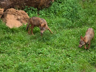 Wolves foraging in green grass among rocks