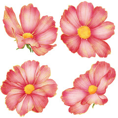 Semi realistic botanical watercolor painting with gold outline of red cosmos flower isolated on transparent background