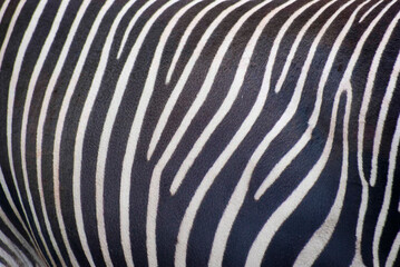 Zebra skin showing natural black and white striped pattern