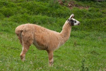 Naklejka premium Llama animal standing in green grassy field