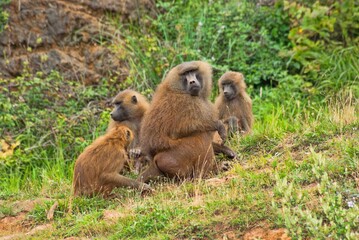 Baboon family troop resting on grassy hill