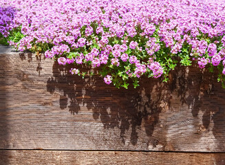 Vibrant Creeping Thyme Flowers Cascading Over Textured Rustic Wood Wall