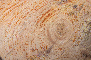 Macro photograph of the cross section of a tree trunk with visible growth rings and resin drops, highlighting the natural texture of the wood and organic patterns.