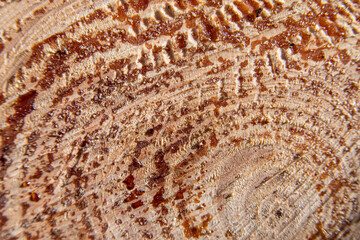Macro photograph of the cross section of a tree trunk with visible growth rings and resin drops, highlighting the natural texture of the wood and organic patterns.