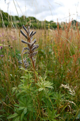 Hairy Seed Pods of Wild Lupine Plant in a Summer Meadow