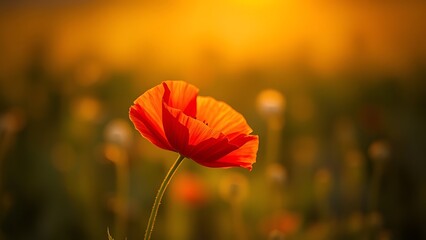 A vibrant red poppy bathed in golden sunset light, symbolizing remembrance and beauty.