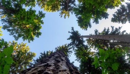 Looking up at tall green forest trees against bright summer sky