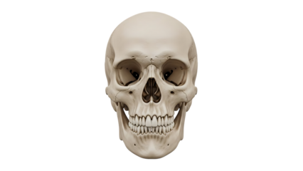 Realistic human skull, with detailed bone structure and teeth, cutout, PNG isolated on white or transparent background