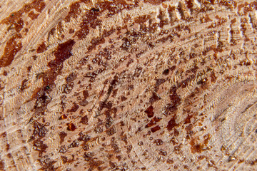 Macro photograph of the cross section of a tree trunk with visible growth rings and resin drops, highlighting the natural texture of the wood and organic patterns.
