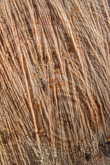 Macro image of a freshly cut wood surface showing detailed grain patterns, vertical fibers, and small resin droplets.