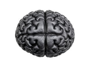 Realistic 3D Render of a Human Brain on Transparent Background