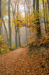 Obraz premium Foggy Autumn Forest Trail