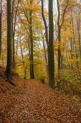 Fototapeta premium A Walk in the Autumn Woods