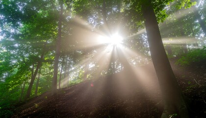 Stunning sunbeams pierce the misty green forest canopy at dawn