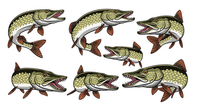 Multiple detailed illustrations of various pike fish in dynamic poses, featuring sharp teeth and aggressive open mouths, against a white background.