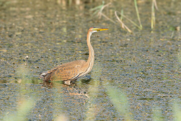A young purple heron (Ardea purpurea) stands deep in the water of a canal among aquatic plants
