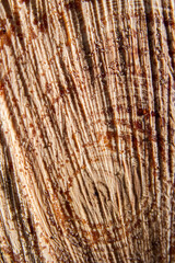 Macro image of a freshly cut wood surface showing detailed grain patterns, vertical fibers, and small resin droplets.