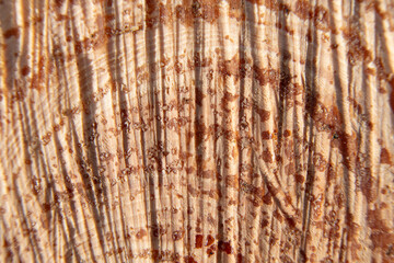 Macro image of a freshly cut wood surface showing detailed grain patterns, vertical fibers, and small resin droplets.