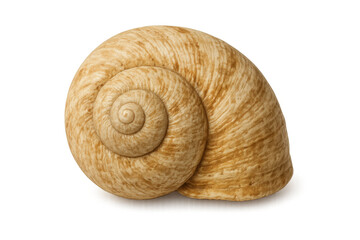 Snail shell showing spiral fibonacci sequence pattern, mollusk nature abstract design for geometry and growth concepts