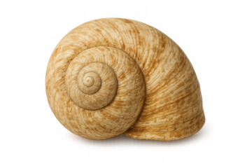 Snail shell showing spiral fibonacci sequence pattern, mollusk nature abstract design for geometry and growth concepts