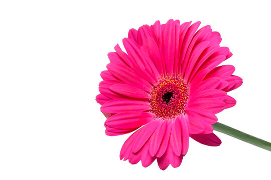 pink gerber daisy