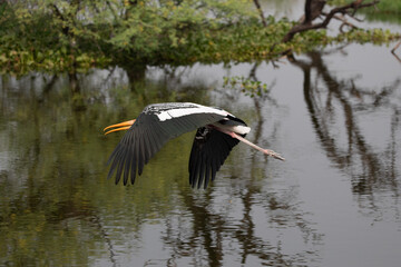 Painted Stork at Keoladeo National Park, India