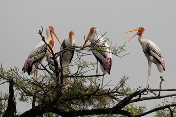 Obraz premium Painted Stork at Keoladeo National Park, India