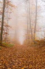 Obraz premium Foggy Autumnal Forest Trail