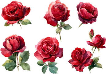 Fototapeta premium set of red roses isolated