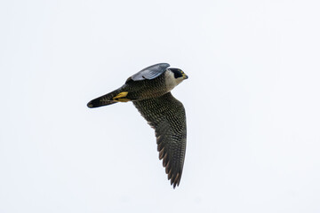 Raptor in dynamic ascent with wings lifted against bright sky