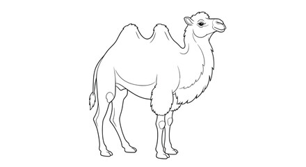 Fototapeta premium Outline illustration of a two-humped camel standing on a white background.