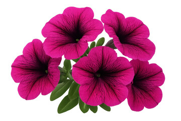 Group of vibrant magenta petunia flowers blooming, showing colorful petals and green leaves on a transparent background