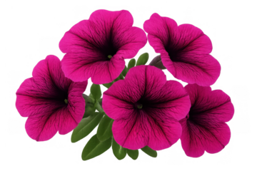 Group of vibrant magenta petunia flowers blooming, showing colorful petals and green leaves on a transparent background