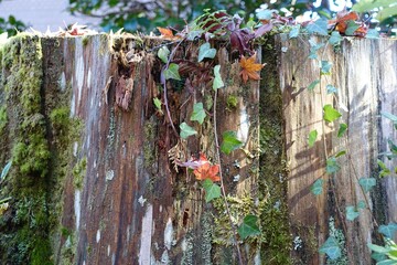 苔生す木の切り株に絡む蔦と紅葉