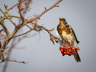 Fieldfare Bird Feeding on Red berries whilst perched on a branch