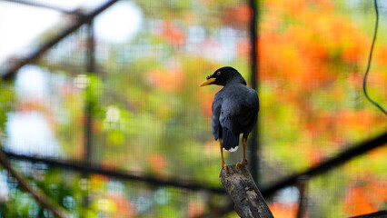 bird on a branch