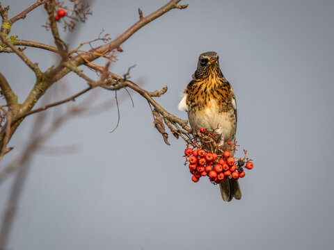 UK Fieldfare bird perched on a branch full of red berries