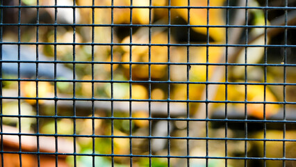 Steel wire chain link fence seamless pattern. Metal lattice with rhombus, diamond shape silhouette. Barbed wire fence and steel fence in the zoo. Bird cage close up. Bird house with wired fence